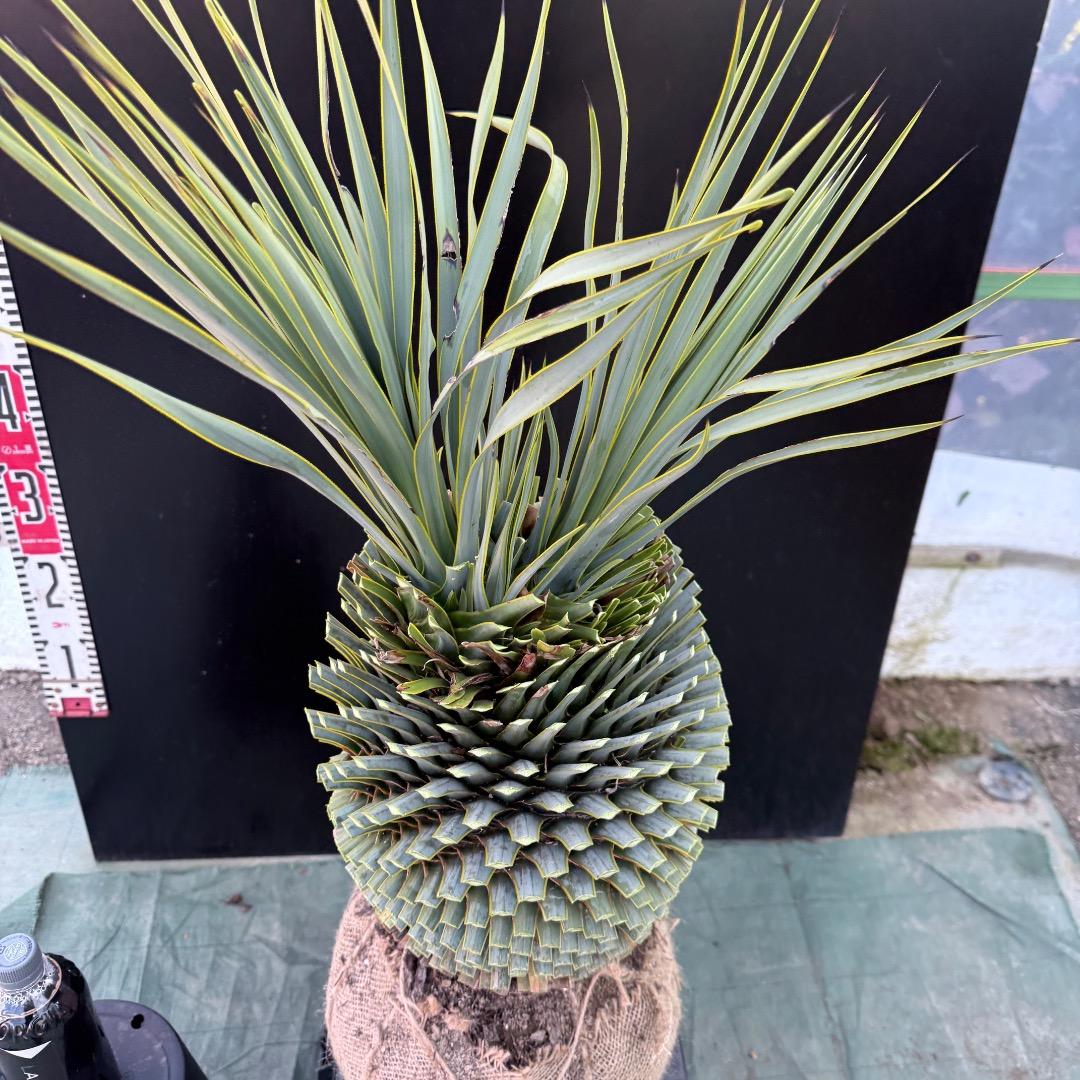 T*k様 【AL1097】超希少　ユッカ　ロストラータ　頂上分頭４ヘッド個体