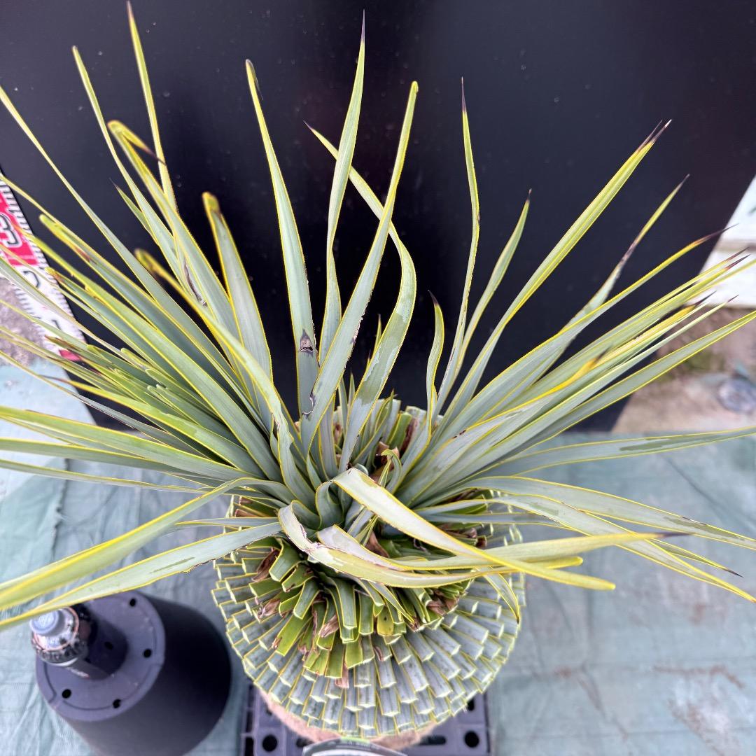 T*k様 【AL1097】超希少　ユッカ　ロストラータ　頂上分頭４ヘッド個体