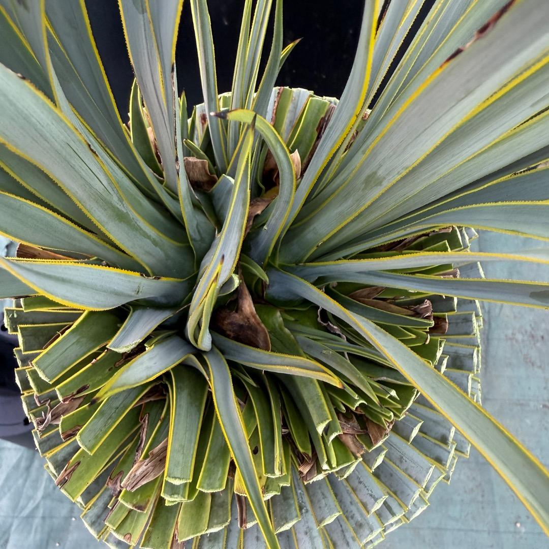 T*k様 【AL1097】超希少　ユッカ　ロストラータ　頂上分頭４ヘッド個体