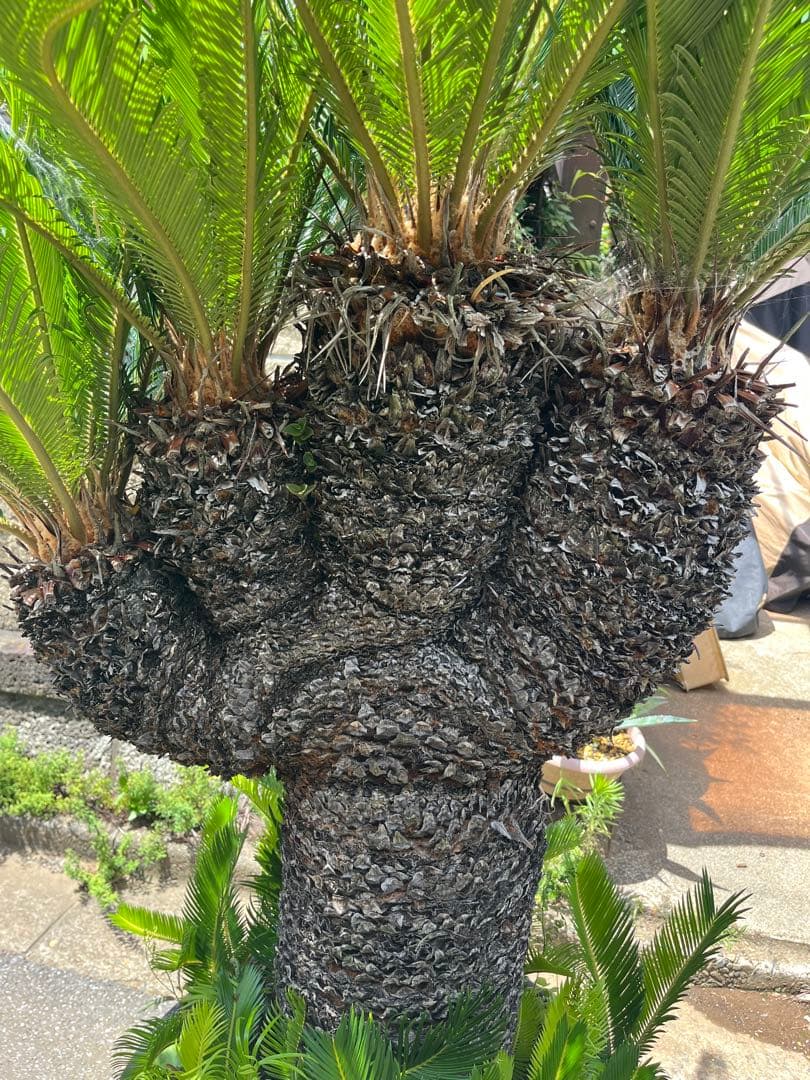 獅子ソテツ　多頭蘇鉄　サイカス 獅子蘇鉄