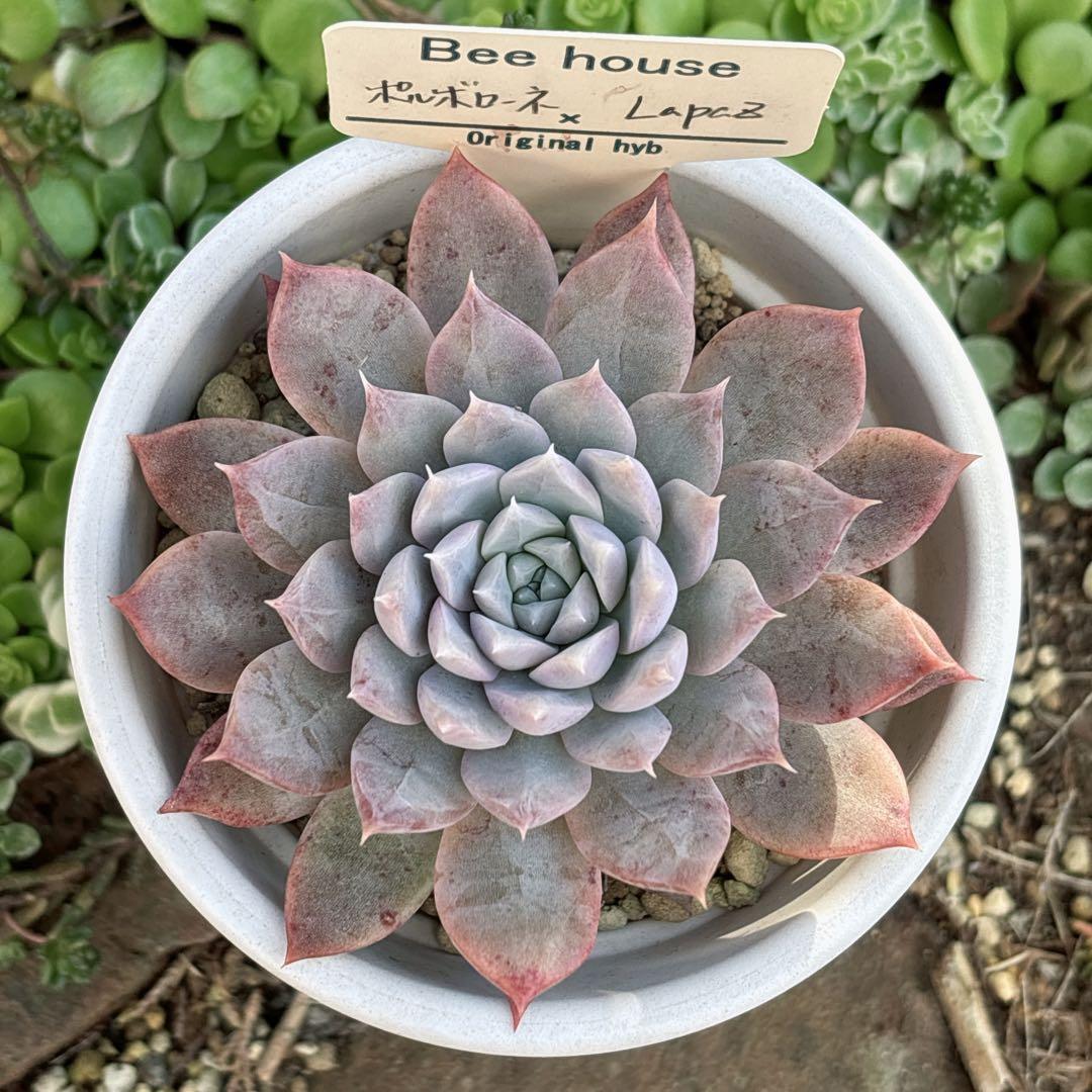 J.【札付き】ポルボローネ×ラパス Beehouse 多肉植物 エケベリア