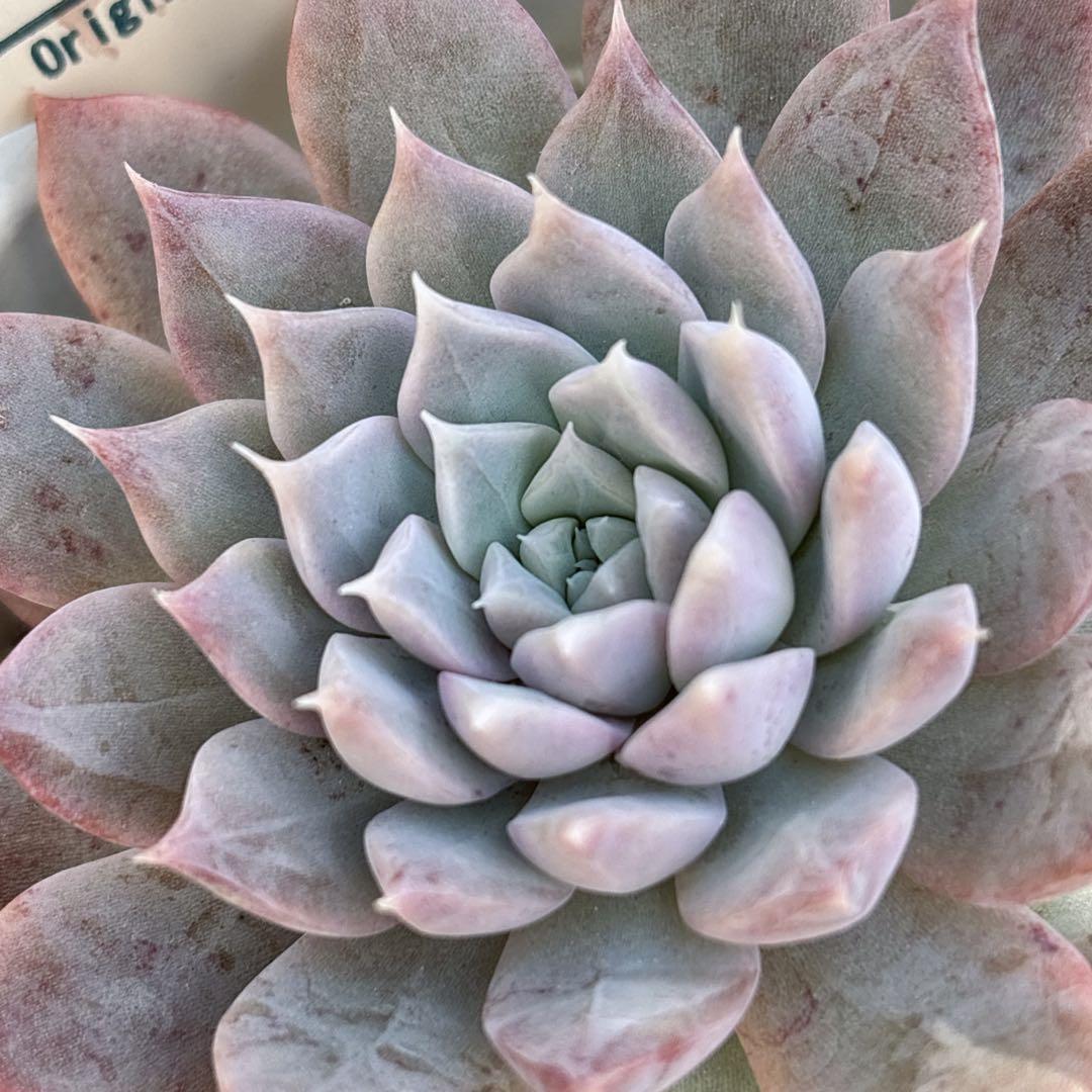 J.【札付き】ポルボローネ×ラパス Beehouse 多肉植物 エケベリア