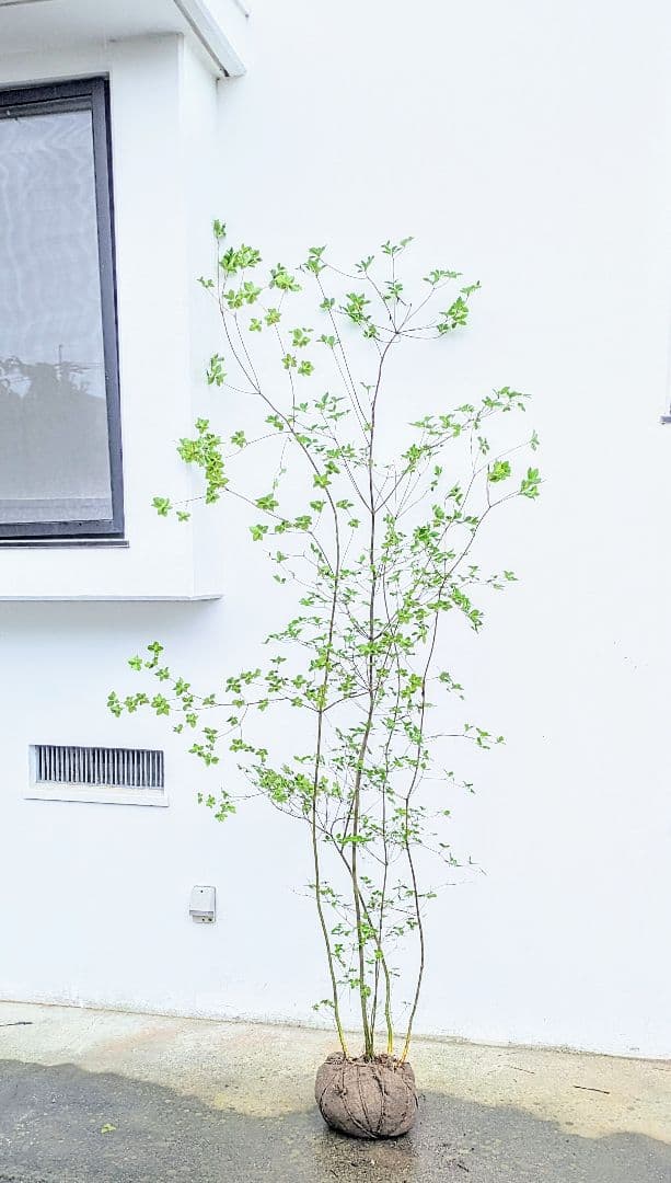 momosaさま。山採りドウダンツツジ。