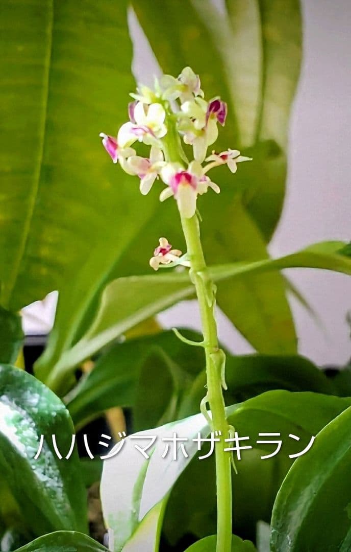 テ*ン様 山野草・ホザキラン(希少種！ホザキラン)