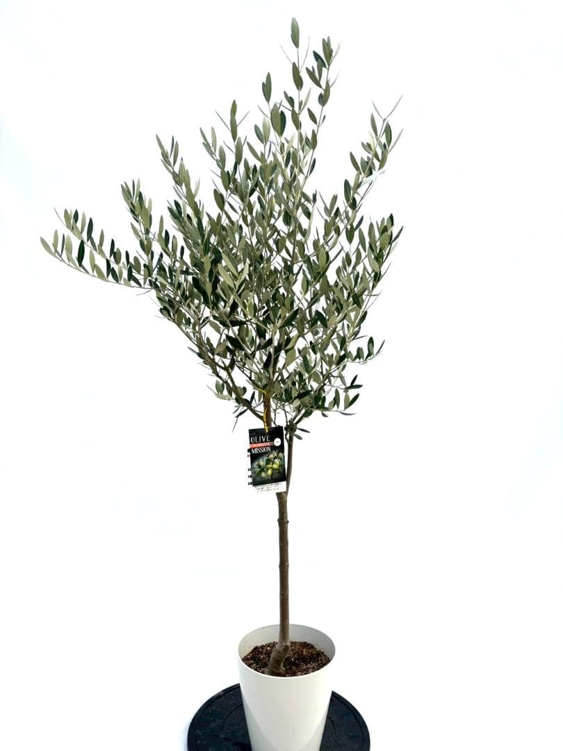 オリーブの木　ミッション　7号　約140cm　NO.738　人気品種　現品掲載