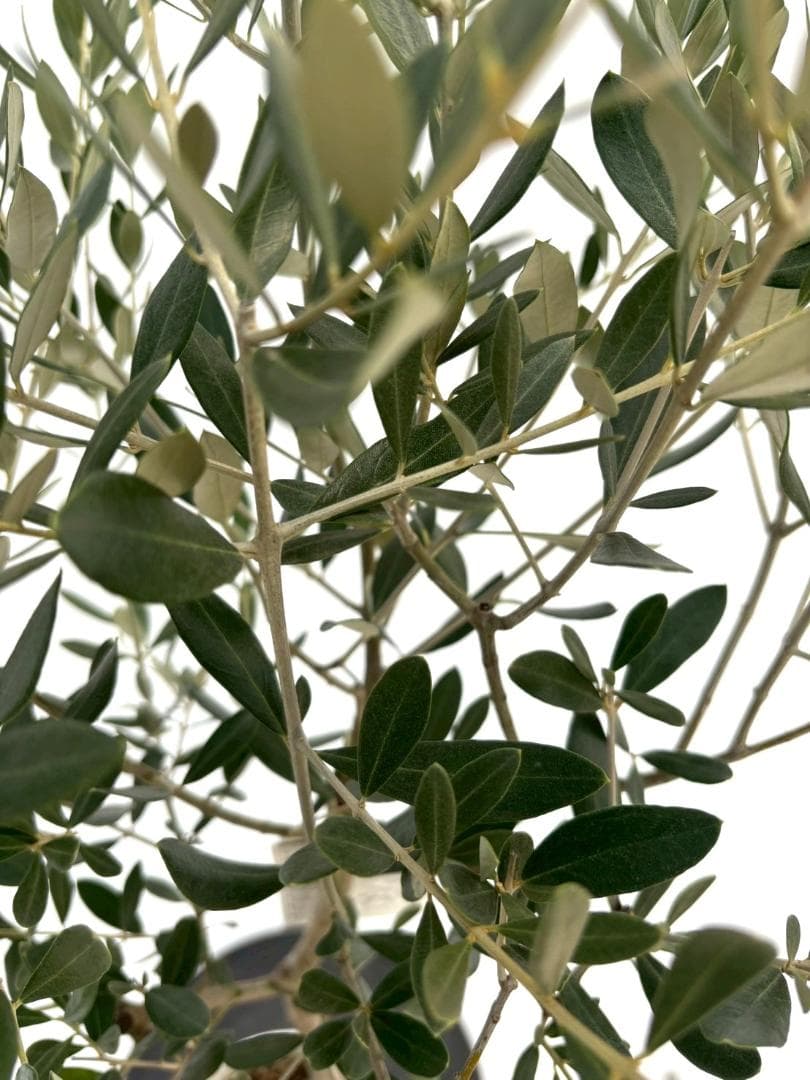 オリーブの木　ミッション　7号　約140cm　NO.738　人気品種　現品掲載