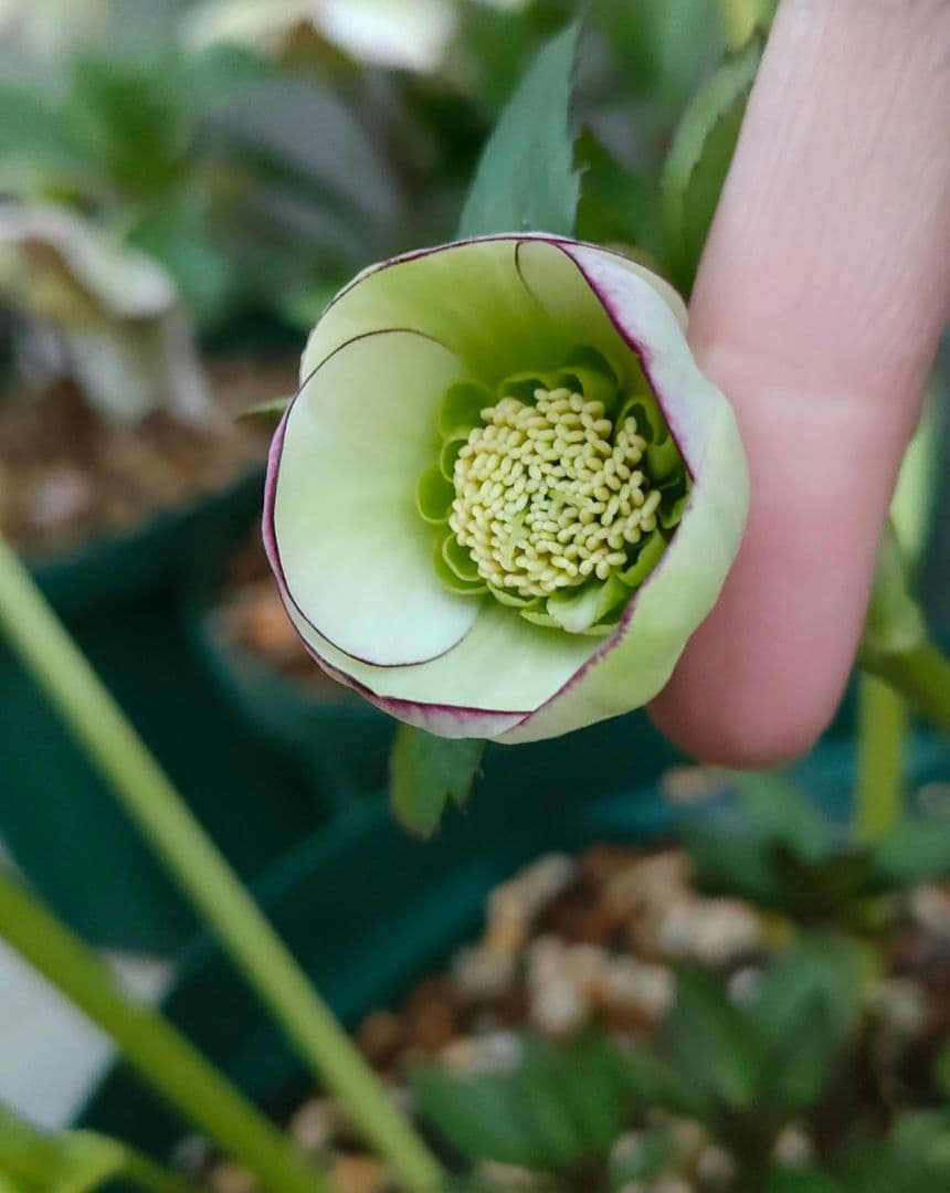 クリスマスローズ　苗