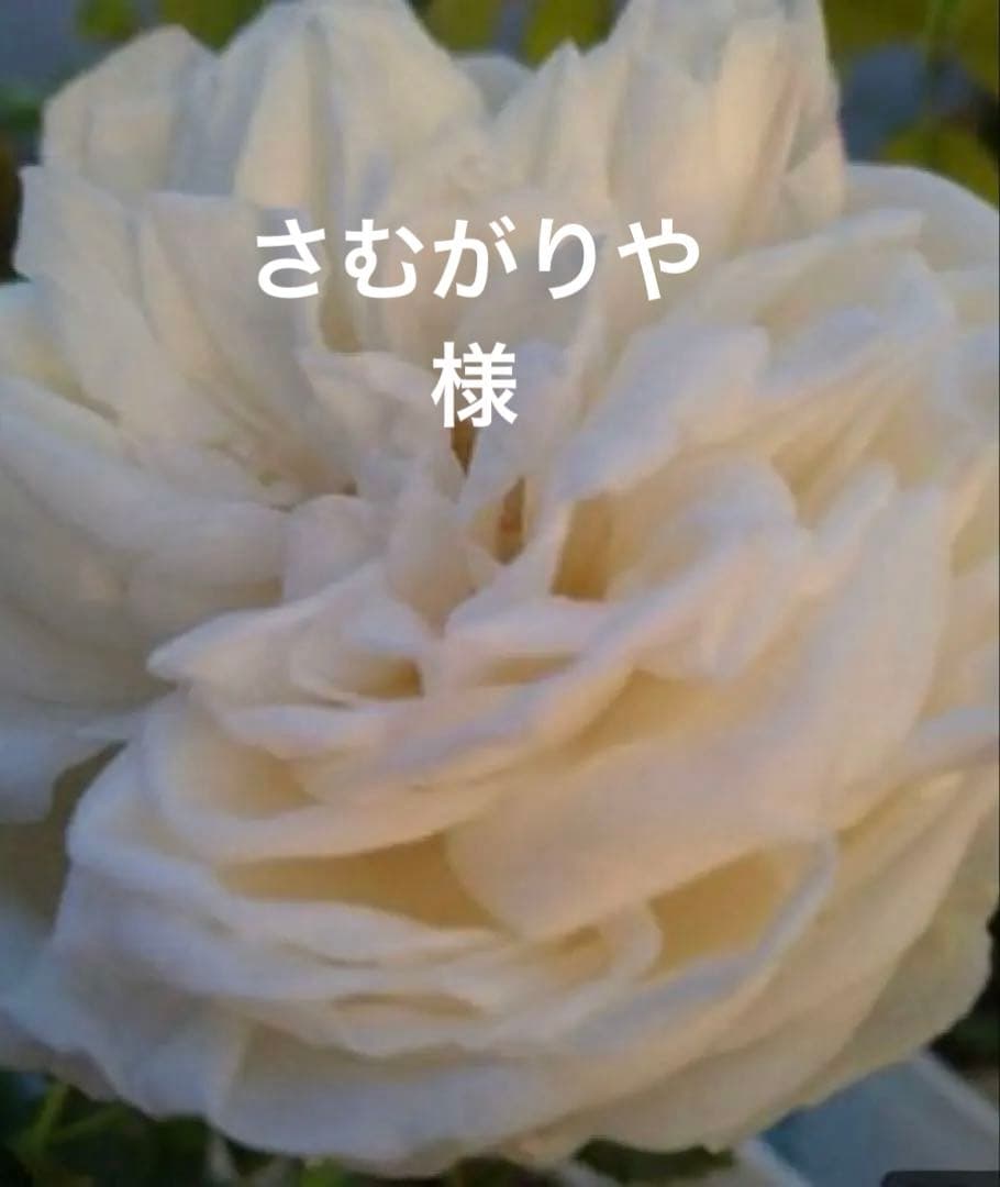 バラ苗　さむがりや出品