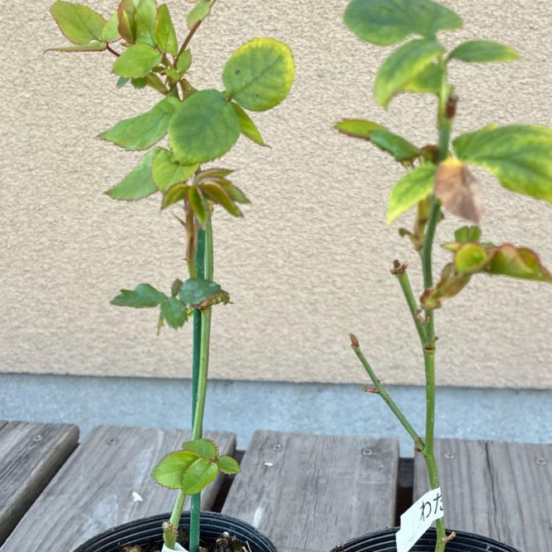 バラ苗　さむがりや出品