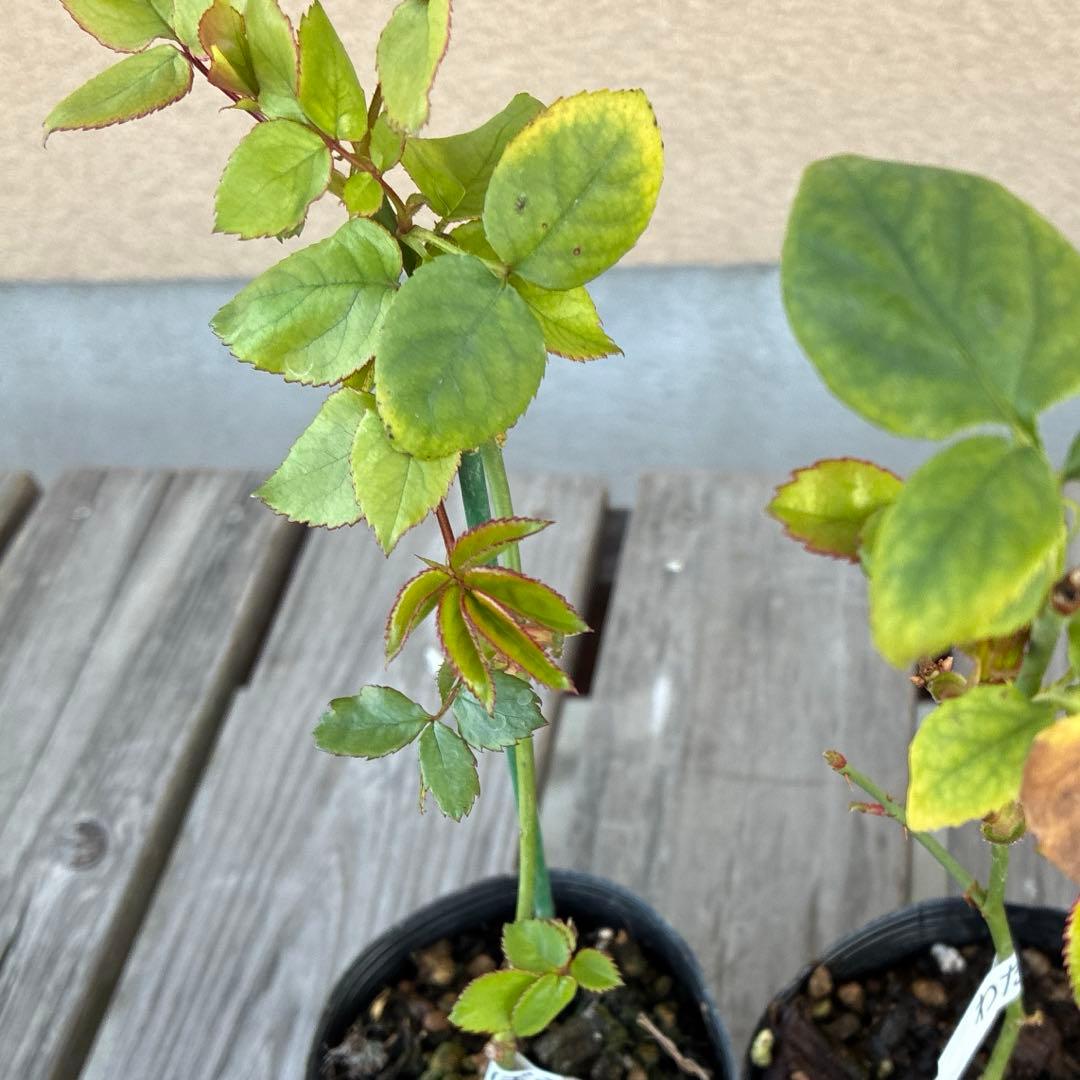 バラ苗　さむがりや出品