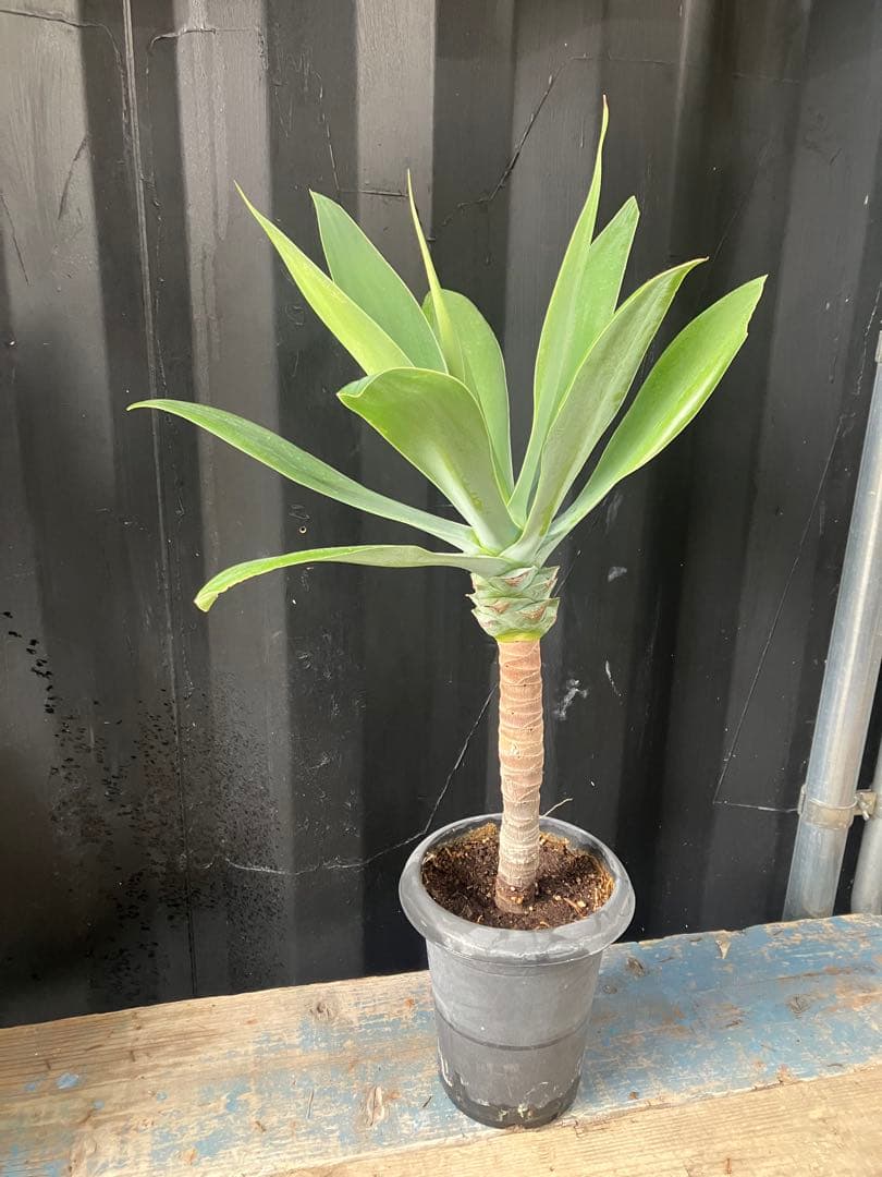 沖縄産　アガベ　ボーチンブルー　観葉植物　 お祝い　プレゼント　アテーナータ　F