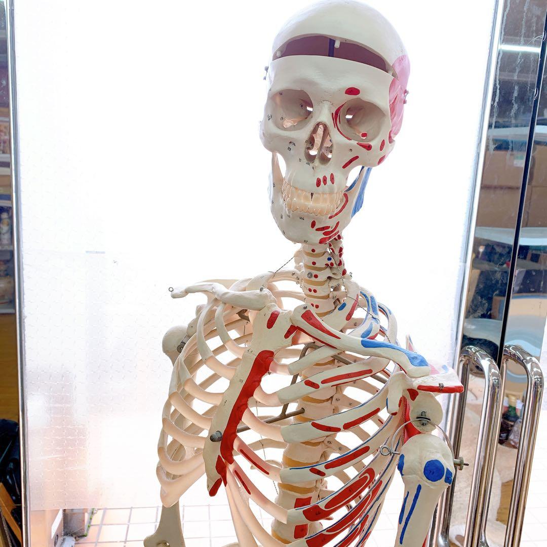 1AAM010 人体骨格模型 人体模型 3B 等身大 色分け 定価7万超