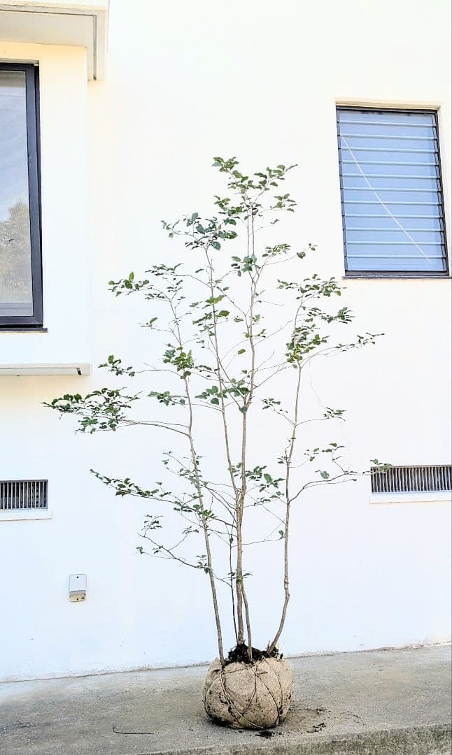 抜群の雄株。山採りソヨゴ。