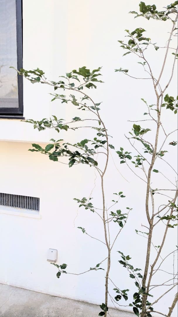 抜群の雄株。山採りソヨゴ。