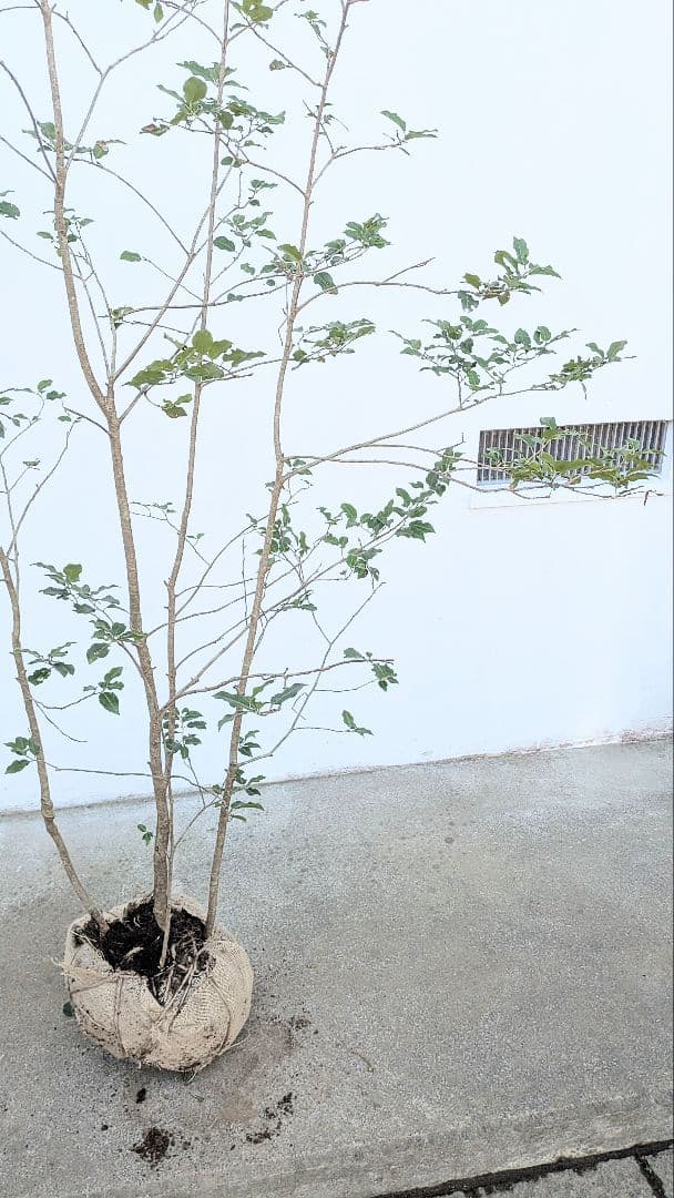 抜群の雄株。山採りソヨゴ。