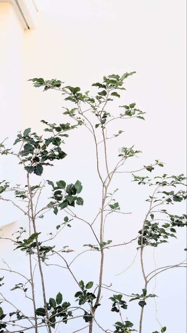 抜群の雄株。山採りソヨゴ。