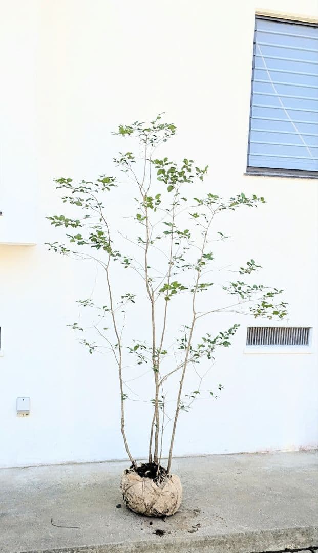 抜群の雄株。山採りソヨゴ。