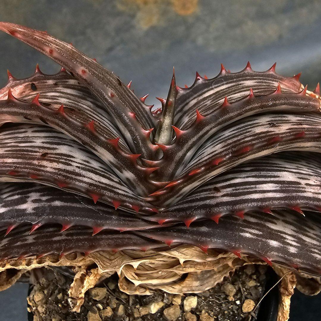 ハオルチア・アロエ Aloe branddraaiensis