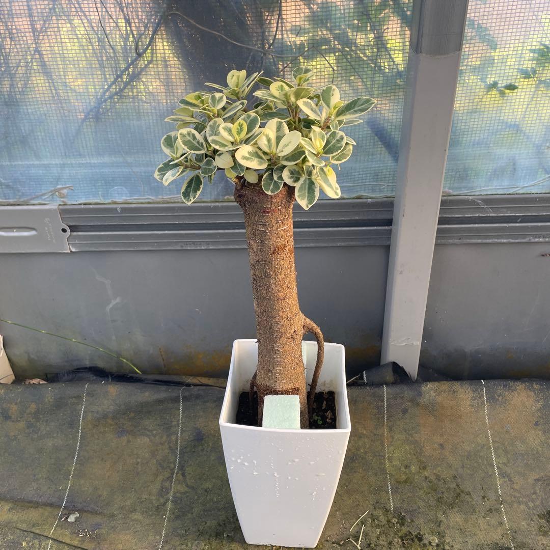 パンダガジュマル　斑入り　６号サイズ