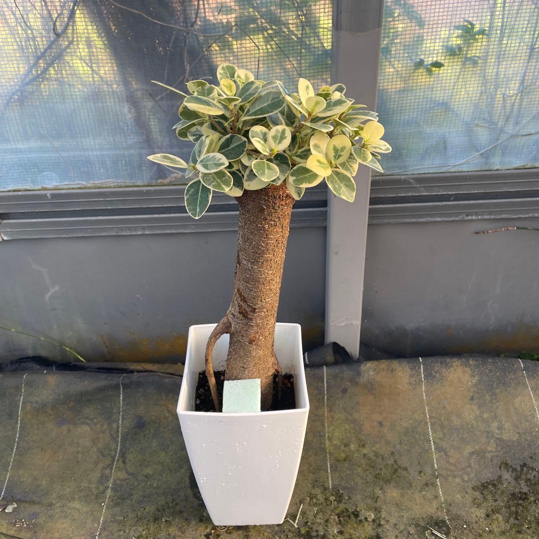 パンダガジュマル　斑入り　６号サイズ