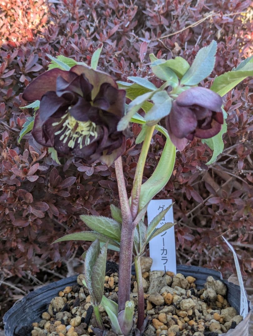 激渋原種系ダークバイカラー【加藤農園】クリスマスローズ　グロッシーカラー☆