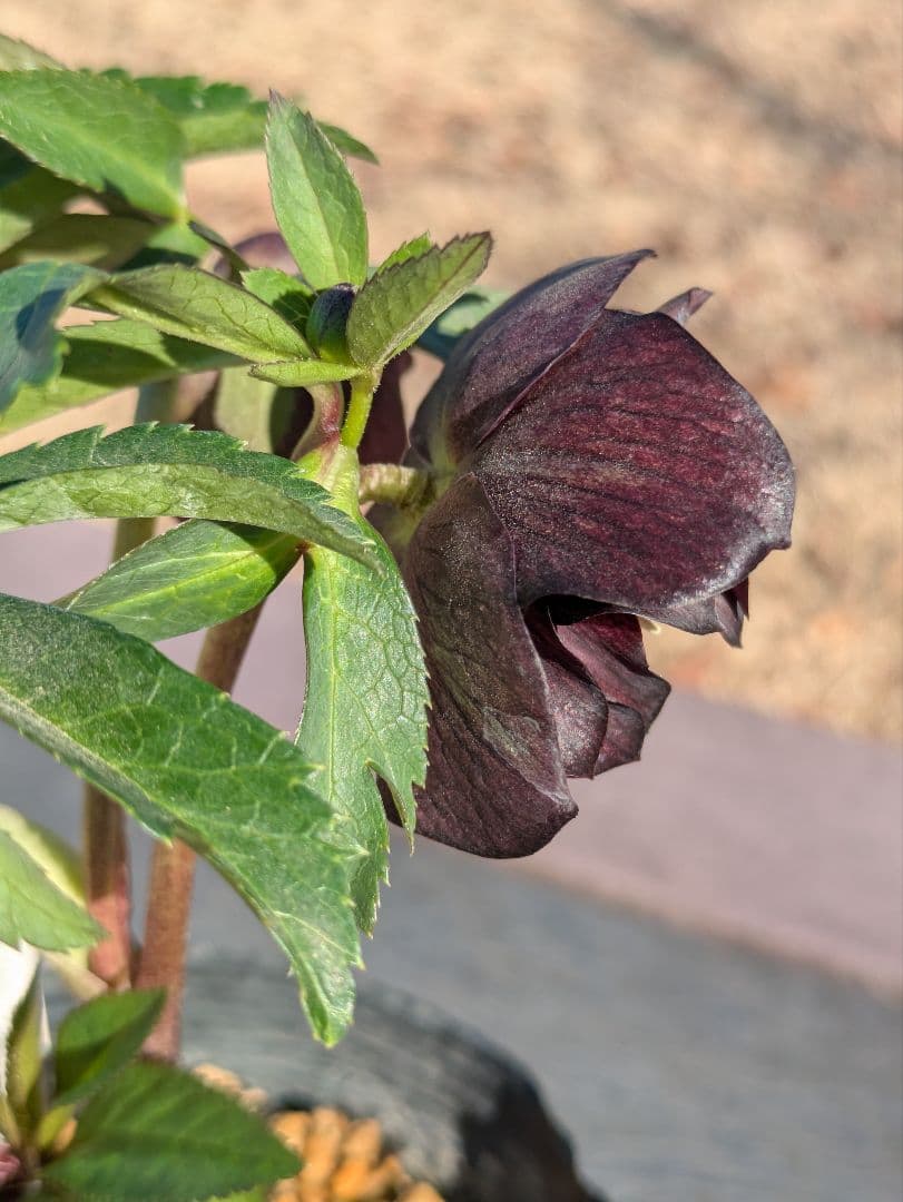 激渋原種系ダークバイカラー【加藤農園】クリスマスローズ　グロッシーカラー☆