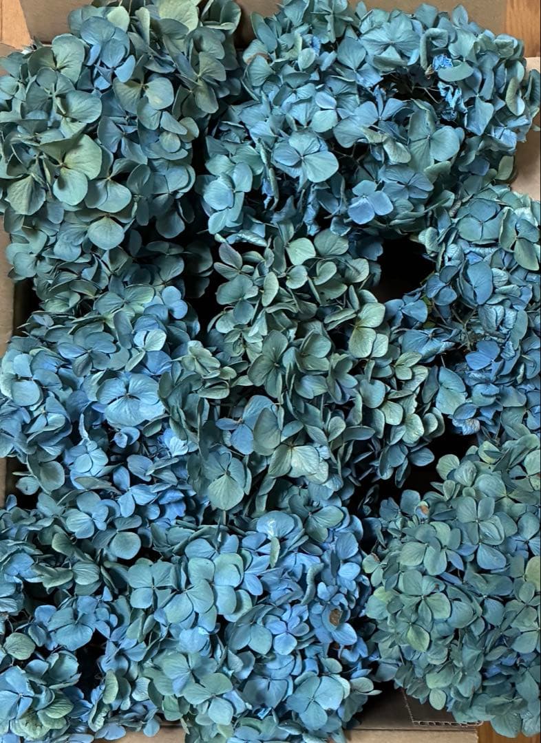 【オーダー専用】アジサイ ドライフラワー 第2期　青緑〜緑青〜黄緑〜紫〜ベージュ