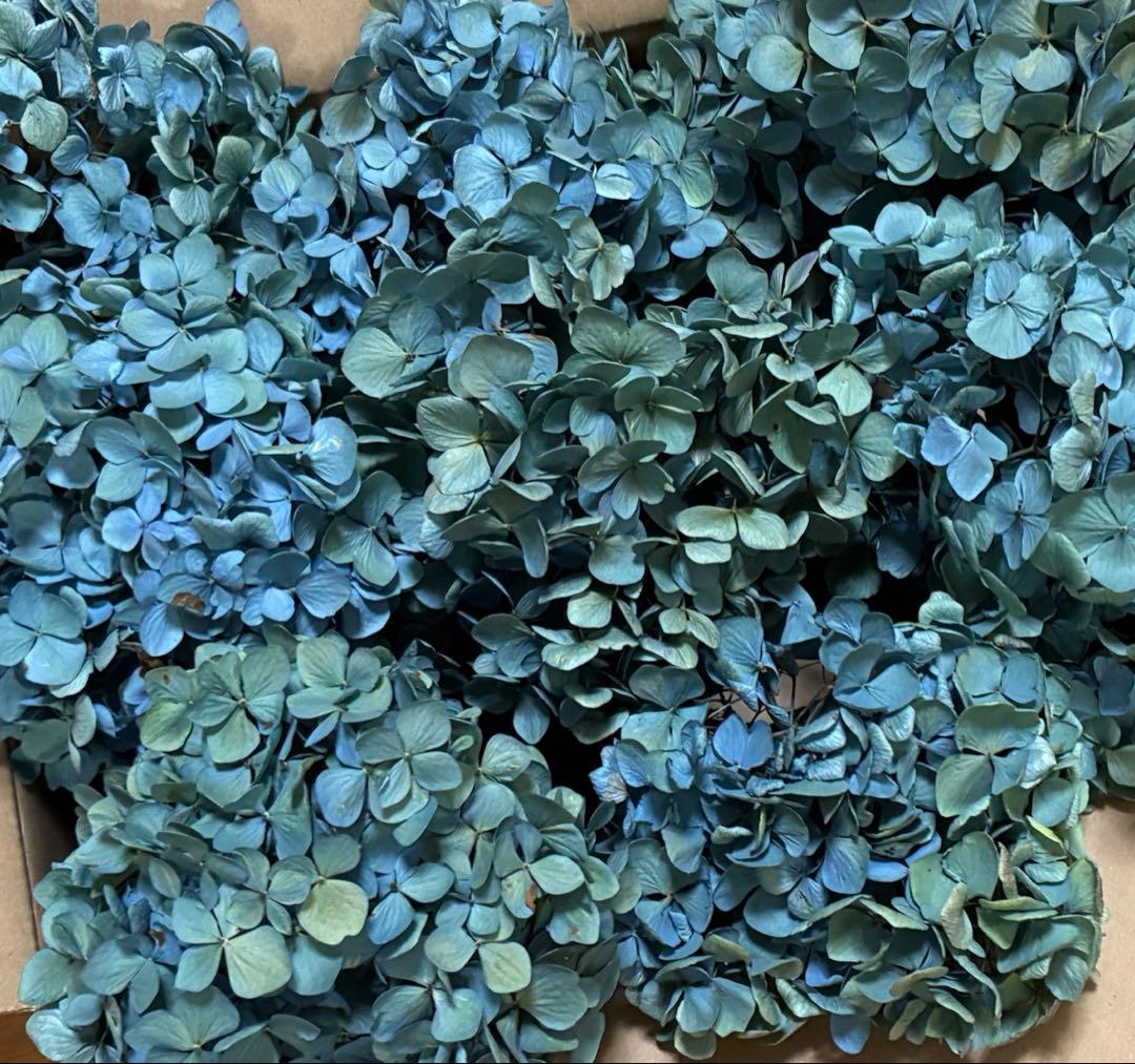 【オーダー専用】アジサイ ドライフラワー 第2期　青緑〜緑青〜黄緑〜紫〜ベージュ