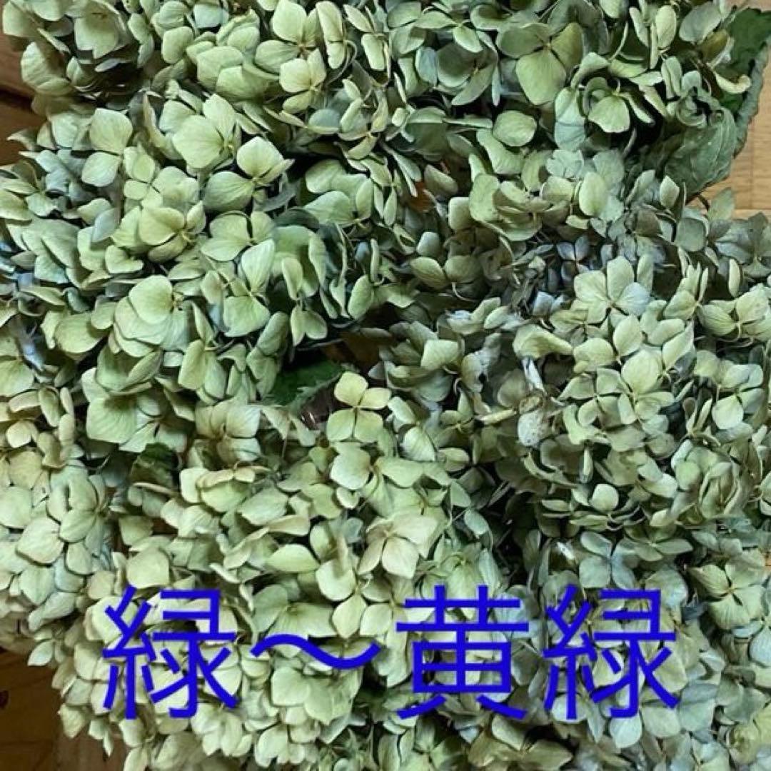 【オーダー専用】アジサイ ドライフラワー 第2期　青緑〜緑青〜黄緑〜紫〜ベージュ