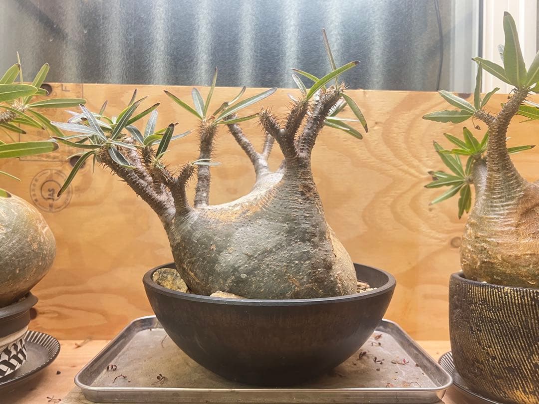 美形 パキポディウム グラキリス③　発根済