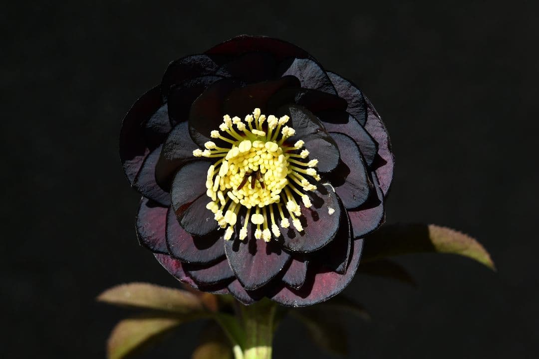 クリスマスローズ　最新花！多弁系ディープワイン　加藤農園