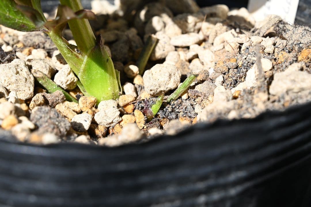 クリスマスローズ　最新花！多弁系ディープワイン　加藤農園