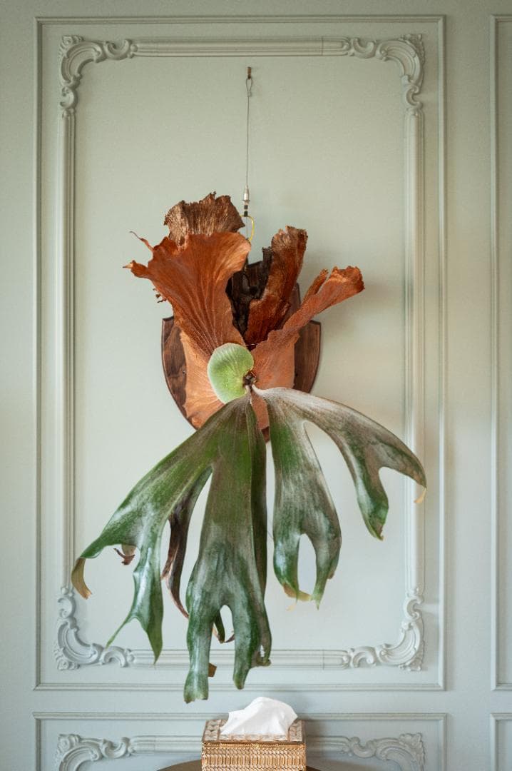 ビカクシダ ギズモ（親株）