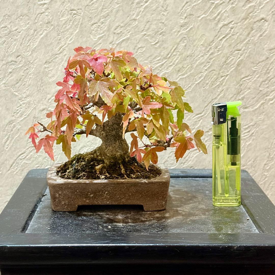 逸品!!根張り良し!! 樹高9㎝　唐楓　町直　小品　盆栽　真柏　黒松　五葉松