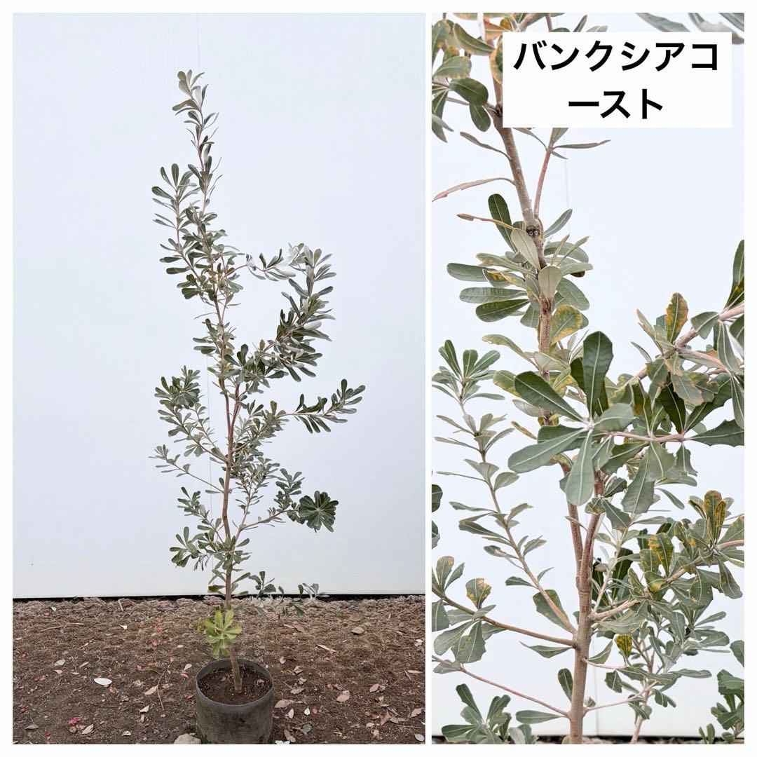 バンクシアコースト /92