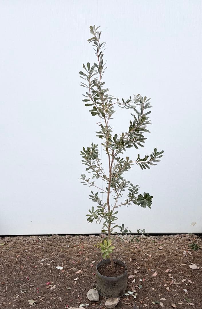 バンクシアコースト /92