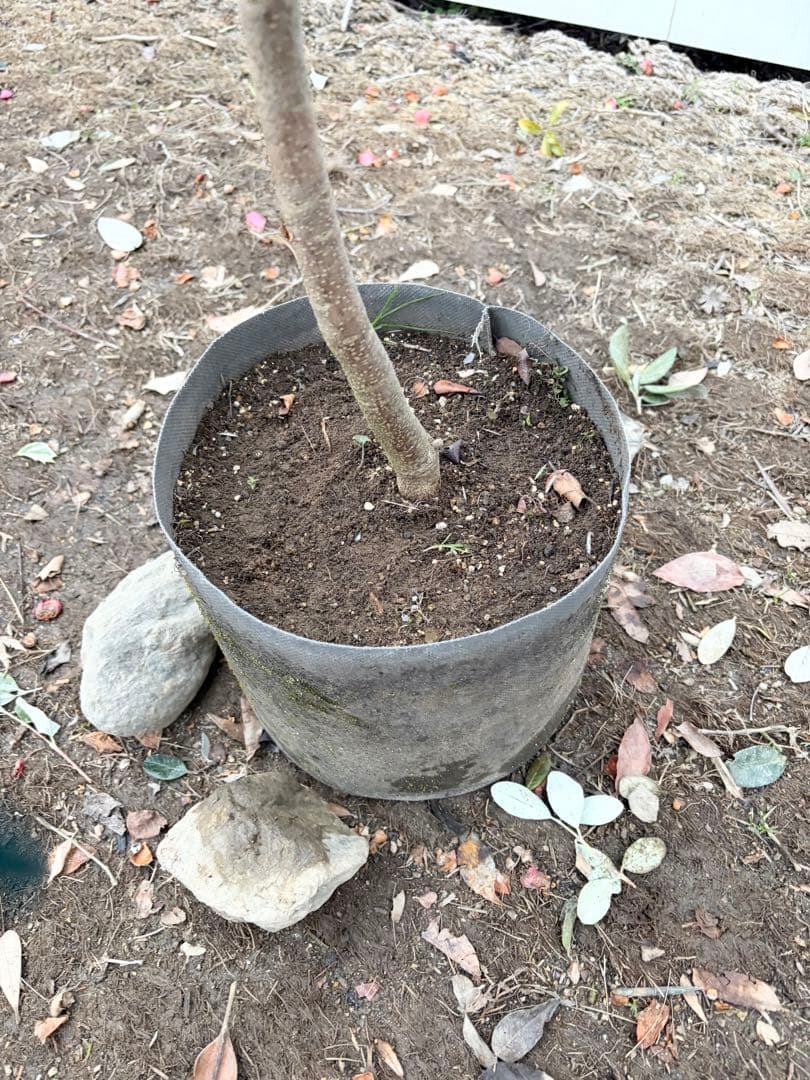 バンクシアコースト /92