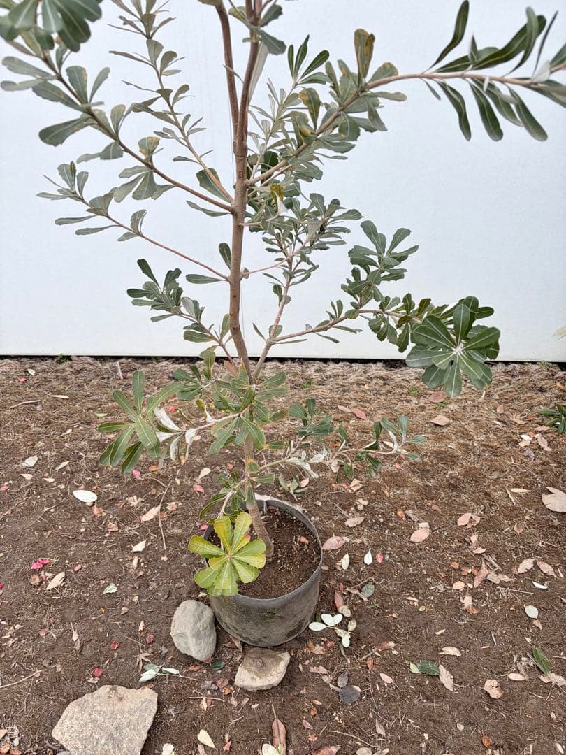 バンクシアコースト /92