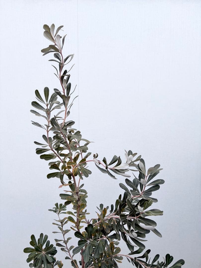 バンクシアコースト /92