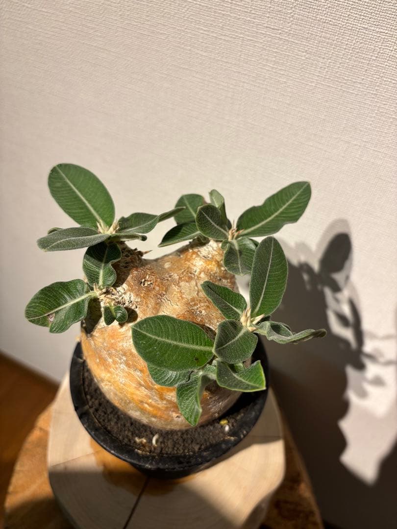 現地球　良型　パキポディウム　エブレネウム
