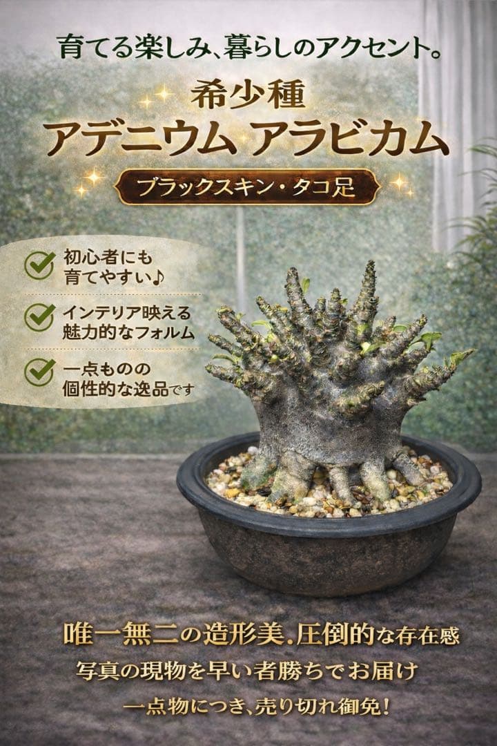 アデニウム　アラビカム　ブラック、スキン　タコ足　美株　大株ドワーフ￼