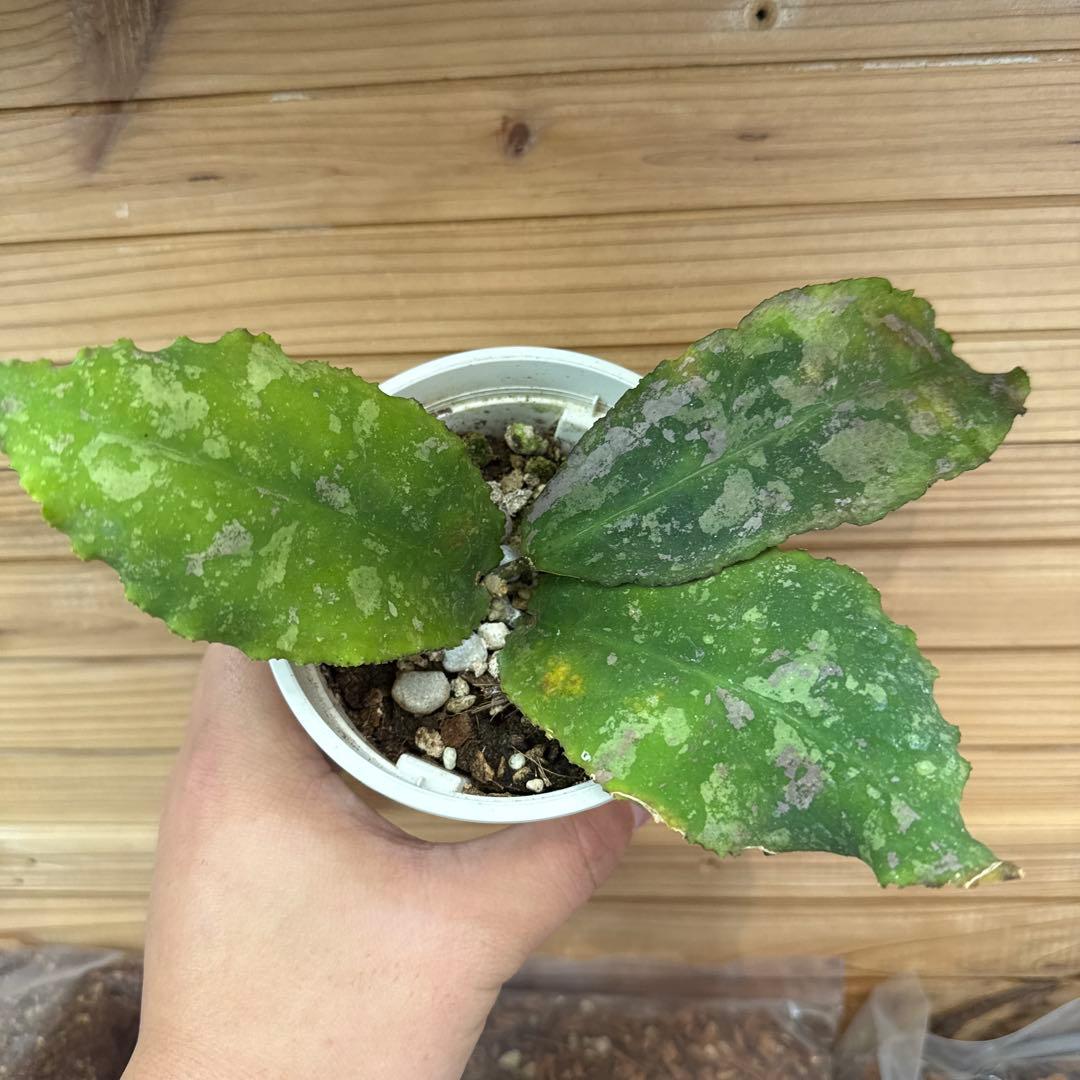 ホヤ　ウンデュラータ　(希少)