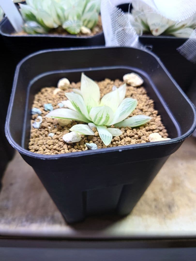 【白蛇伝】カキコ株！発根済み