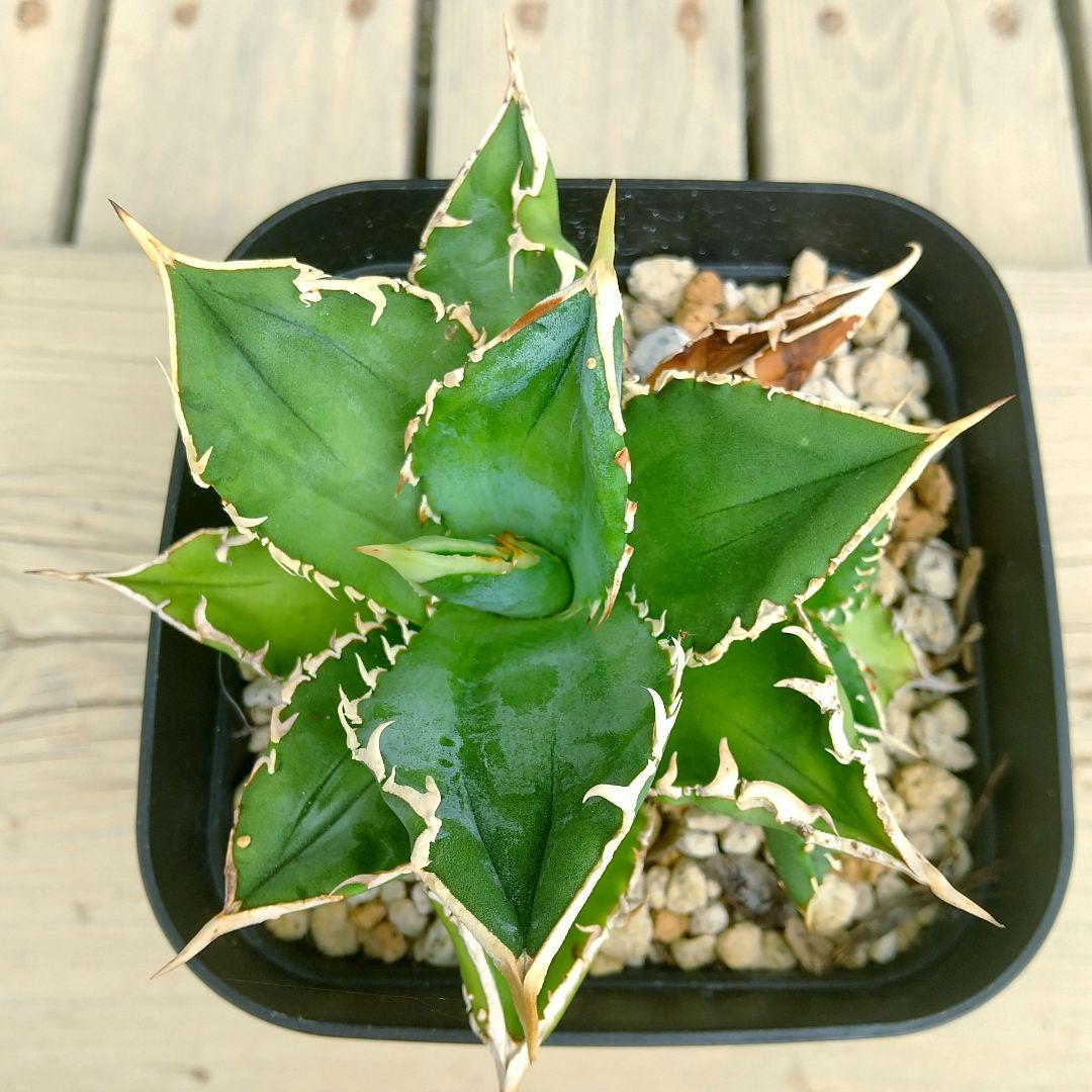 アガベ チタノタ ホオジロザメ 大白鯊 LIZE産