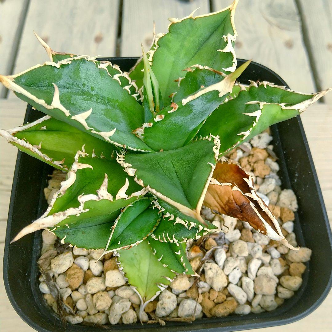 アガベ チタノタ ホオジロザメ 大白鯊 LIZE産