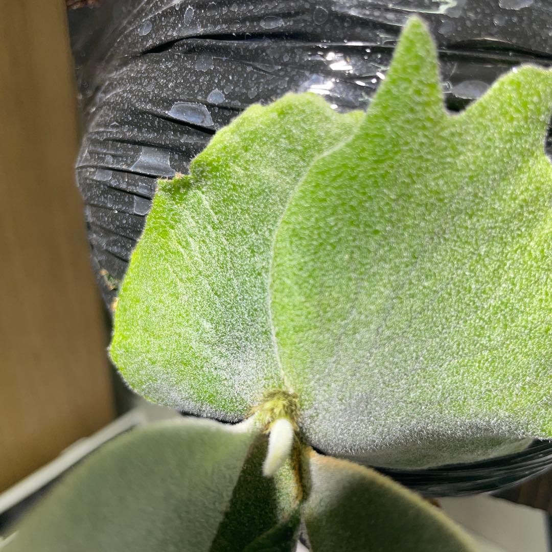 4*5様 ビカクシダ P.willinckii Polaris ポラリス子株#8