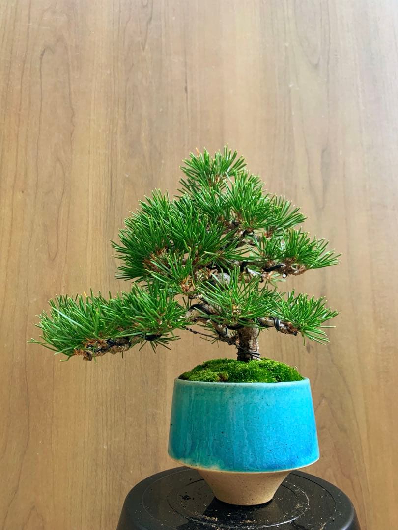 黒松　小品盆栽　no2