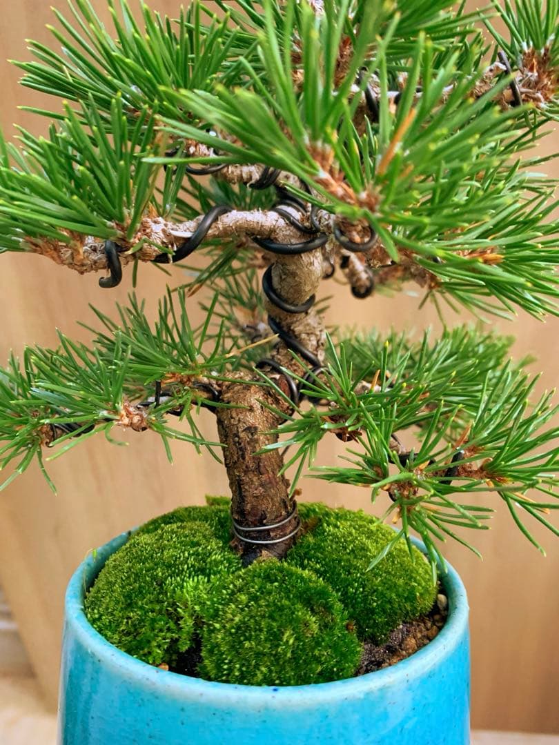 黒松　小品盆栽　no2