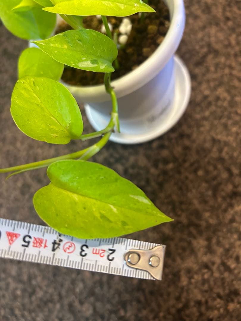 ポトスライムコンパクトしろ吉次回発送です。
