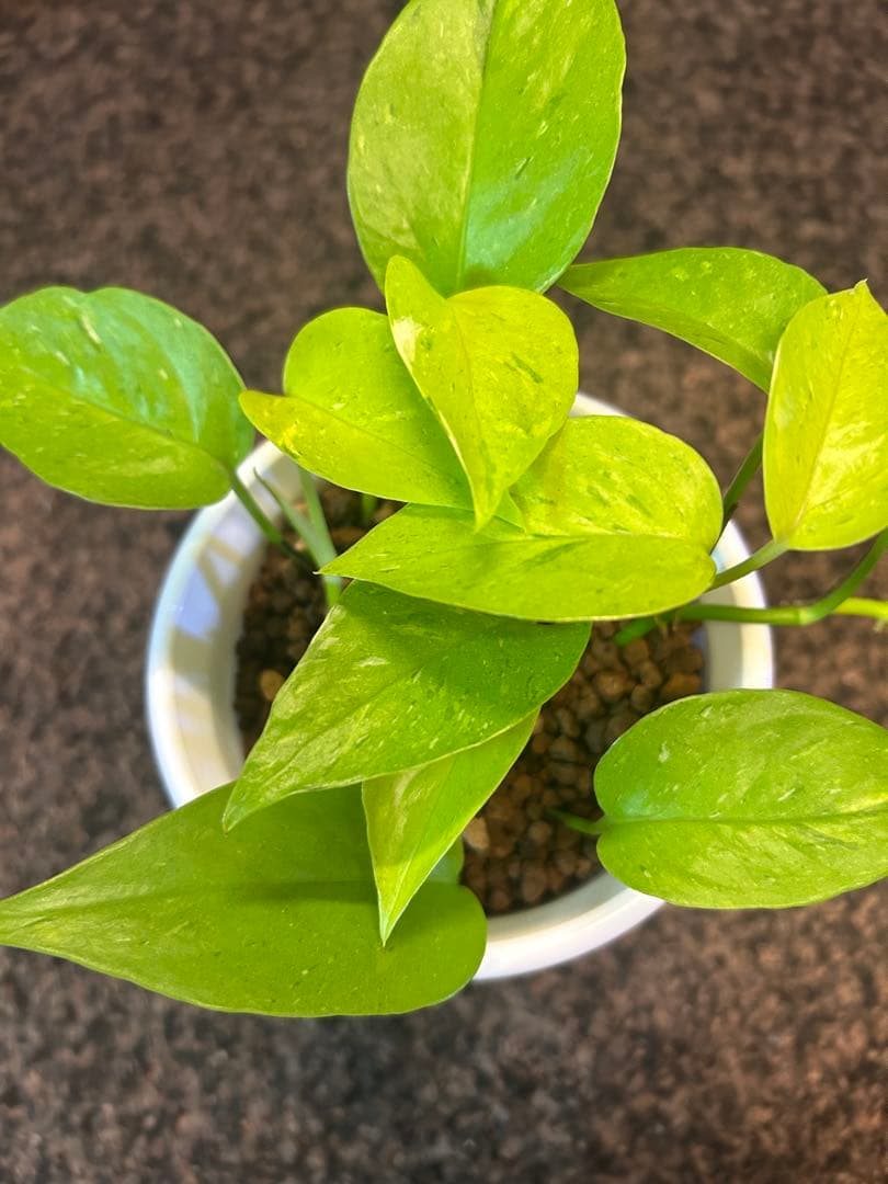 ポトスライムコンパクトしろ吉次回発送です。